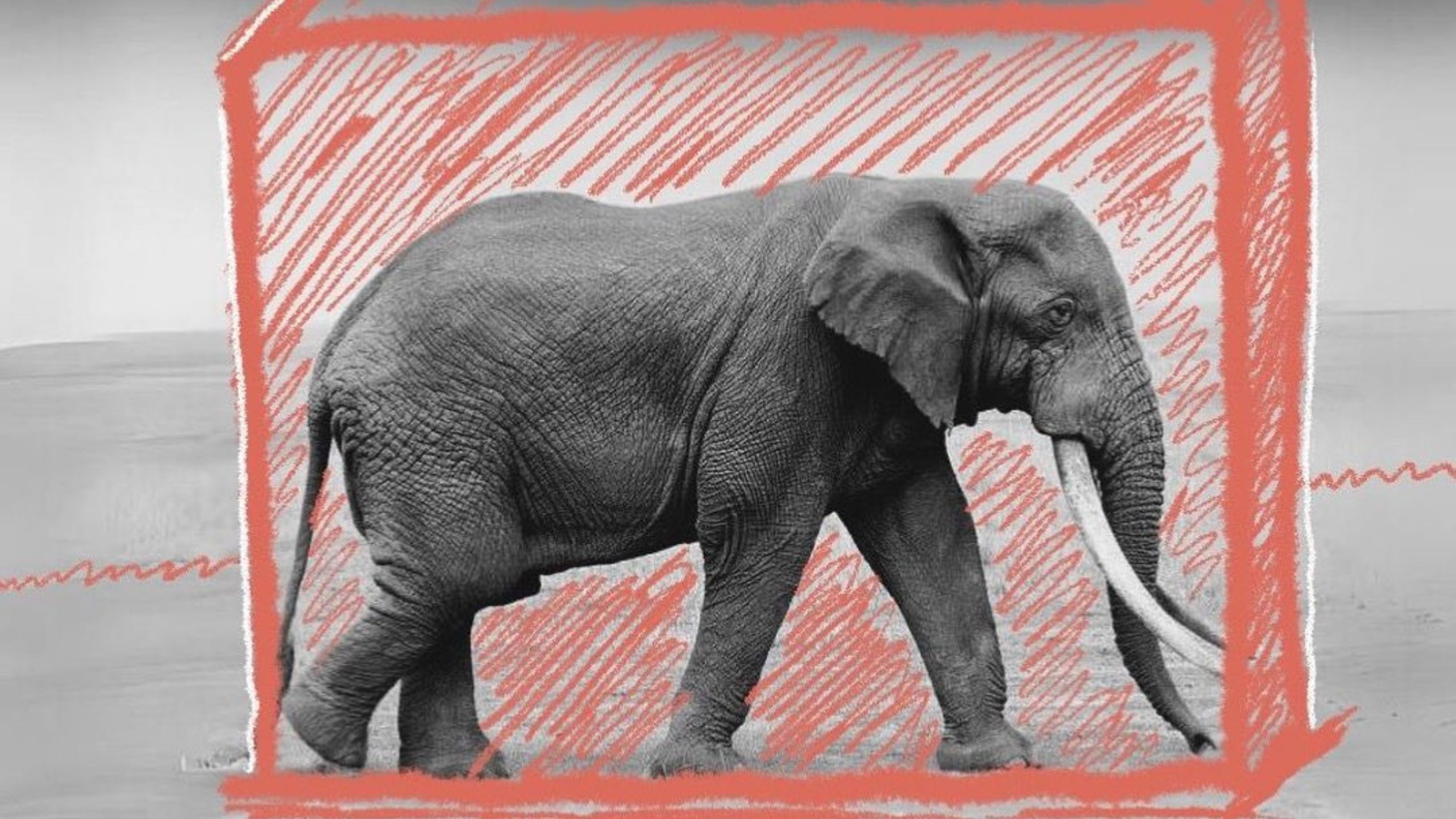 Qu Significa Y Cu L Es Origen De La Expresi N Un Elefante En La