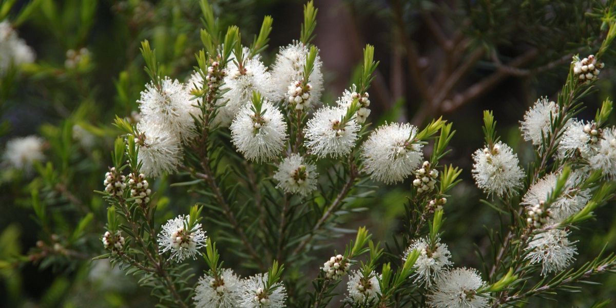 El poderoso árbol de té: Tu aliado natural para la salud - Marie Claire
