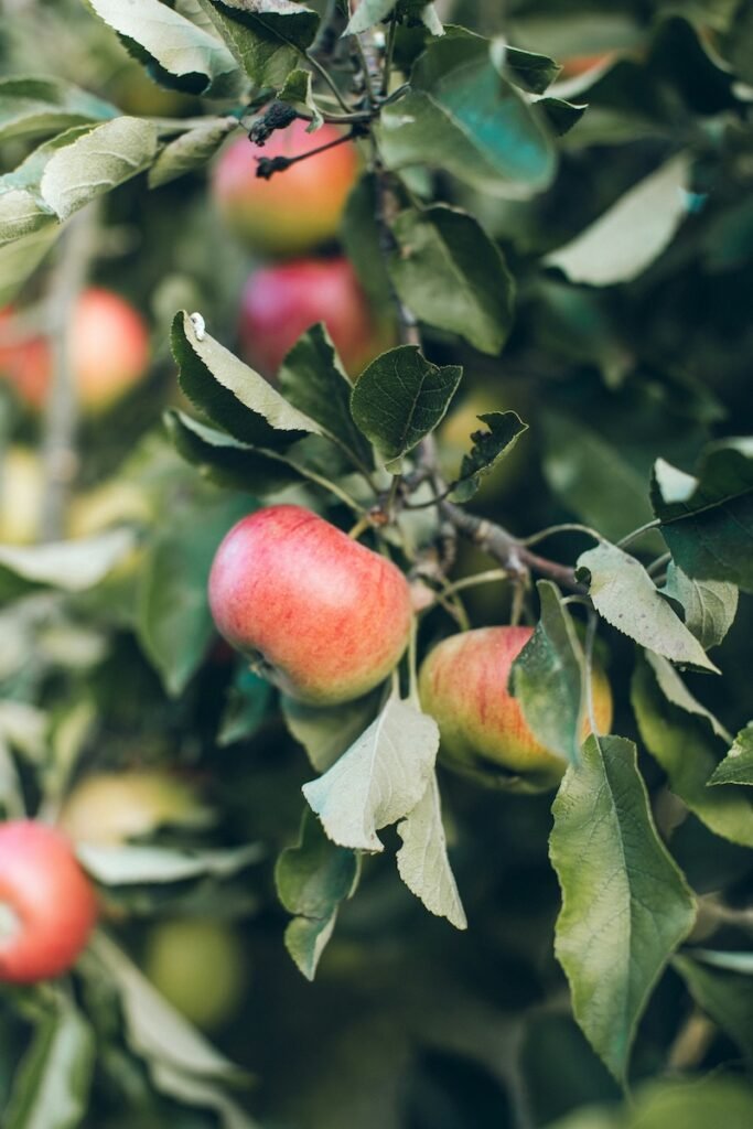 Manzanas, uno de los alimentos para oler bien