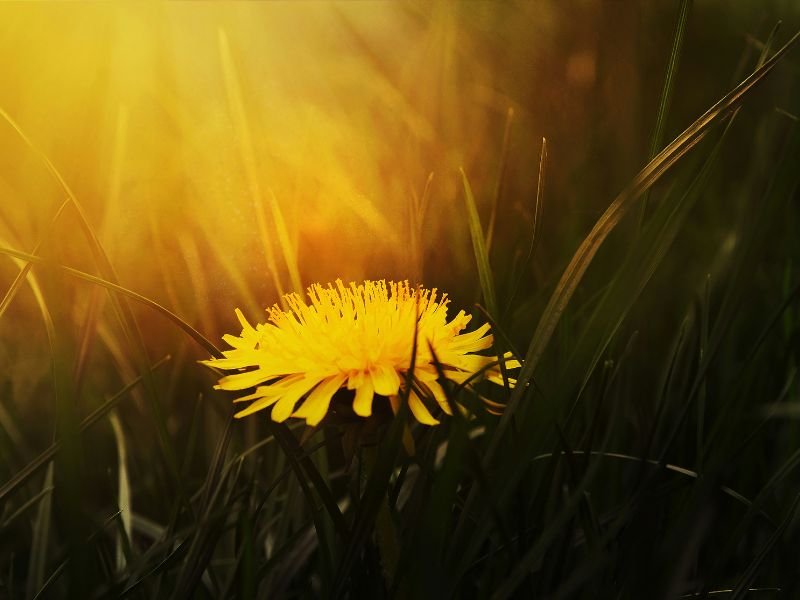 Flores de color amarillo