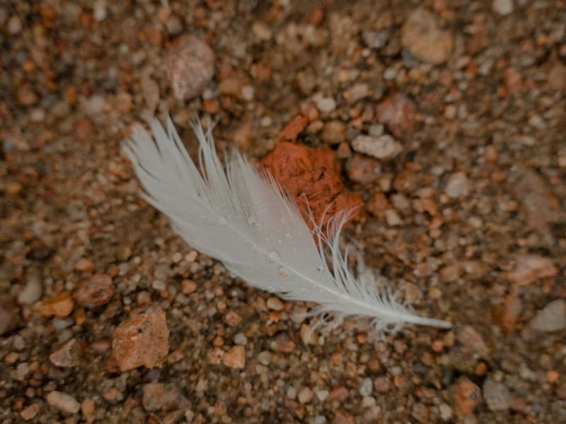 Pluma blanca significado