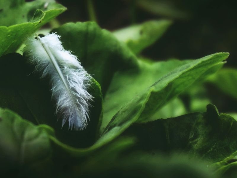 Significado plumas blancas