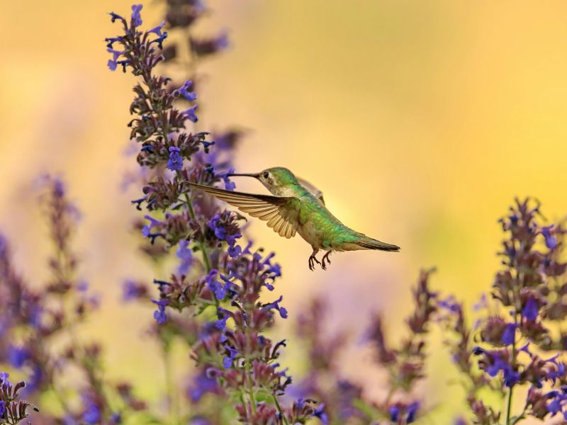 Significado espiritual de un colibrí