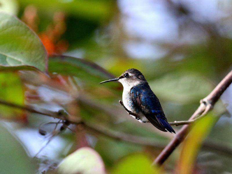 Significado de ver un colibrí