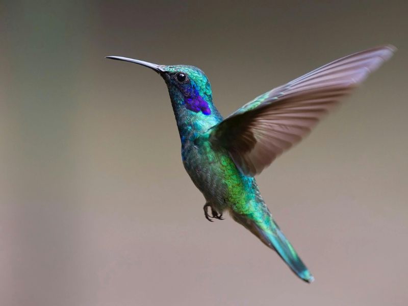 Colibrí significado