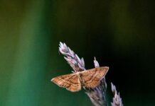 Significado de polillas