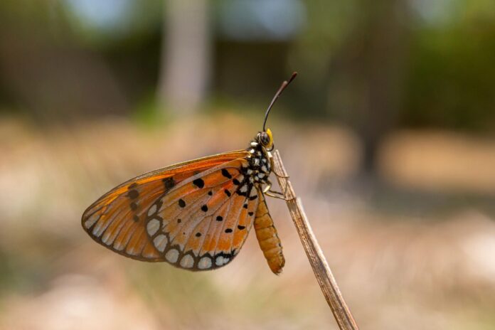 ¿Qué es el efecto mariposa?