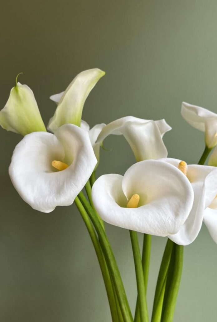 Flores típicas de primavera: Nombres, Colores y Significados