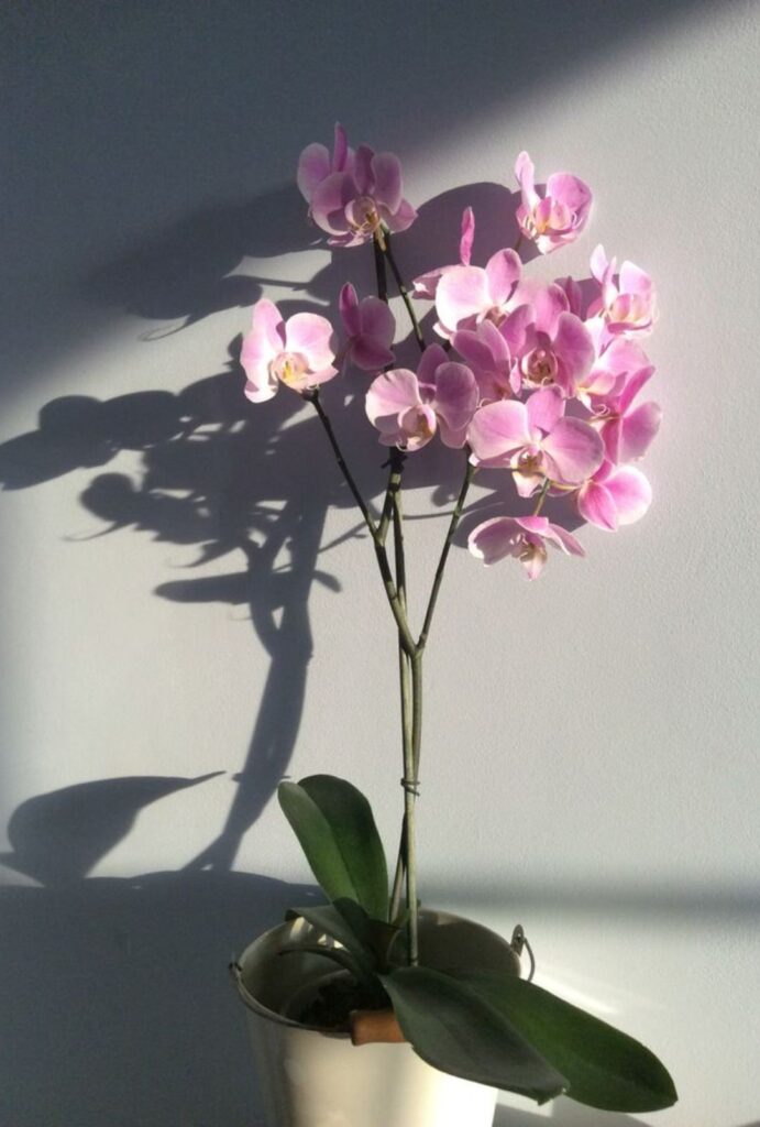 Las orquídeas no solo embellecen, también transforman la energía de tu hogar.