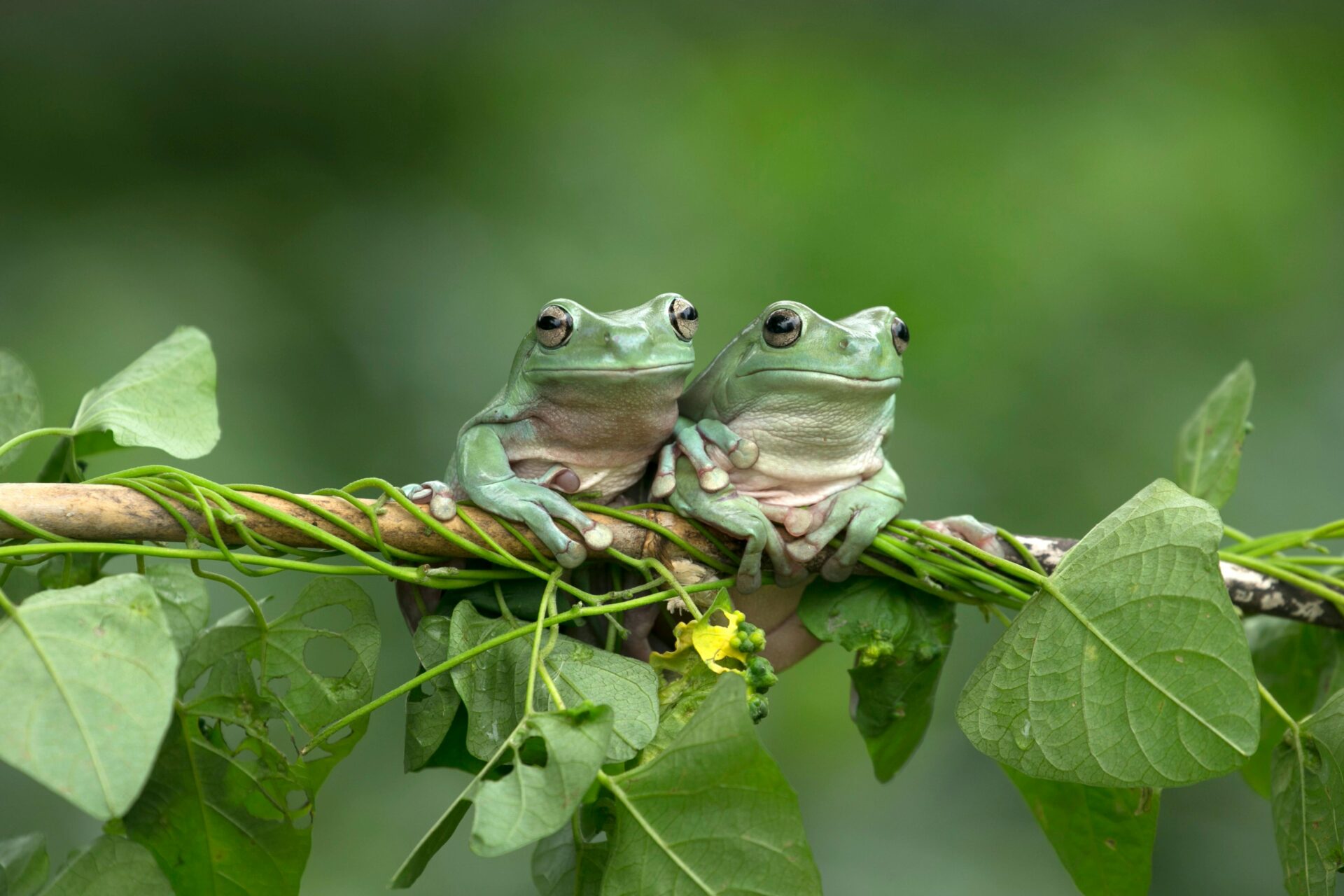 Rana Rana Rana Qué significa soñar con ranas y cómo interpretarlo