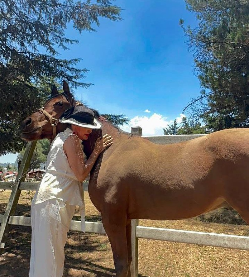 La Bogue en una constelación con caballos