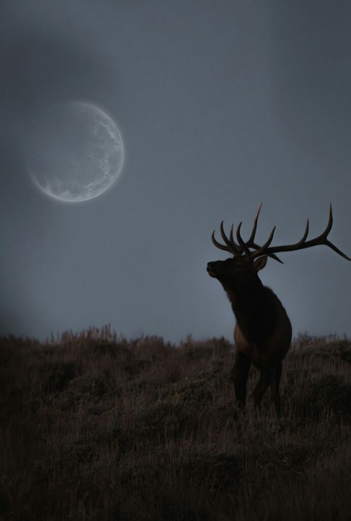 Luna de Ciervo