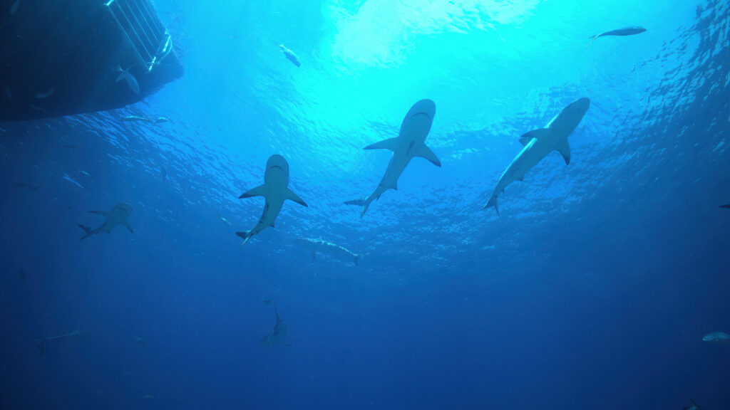 Todos los tiburones