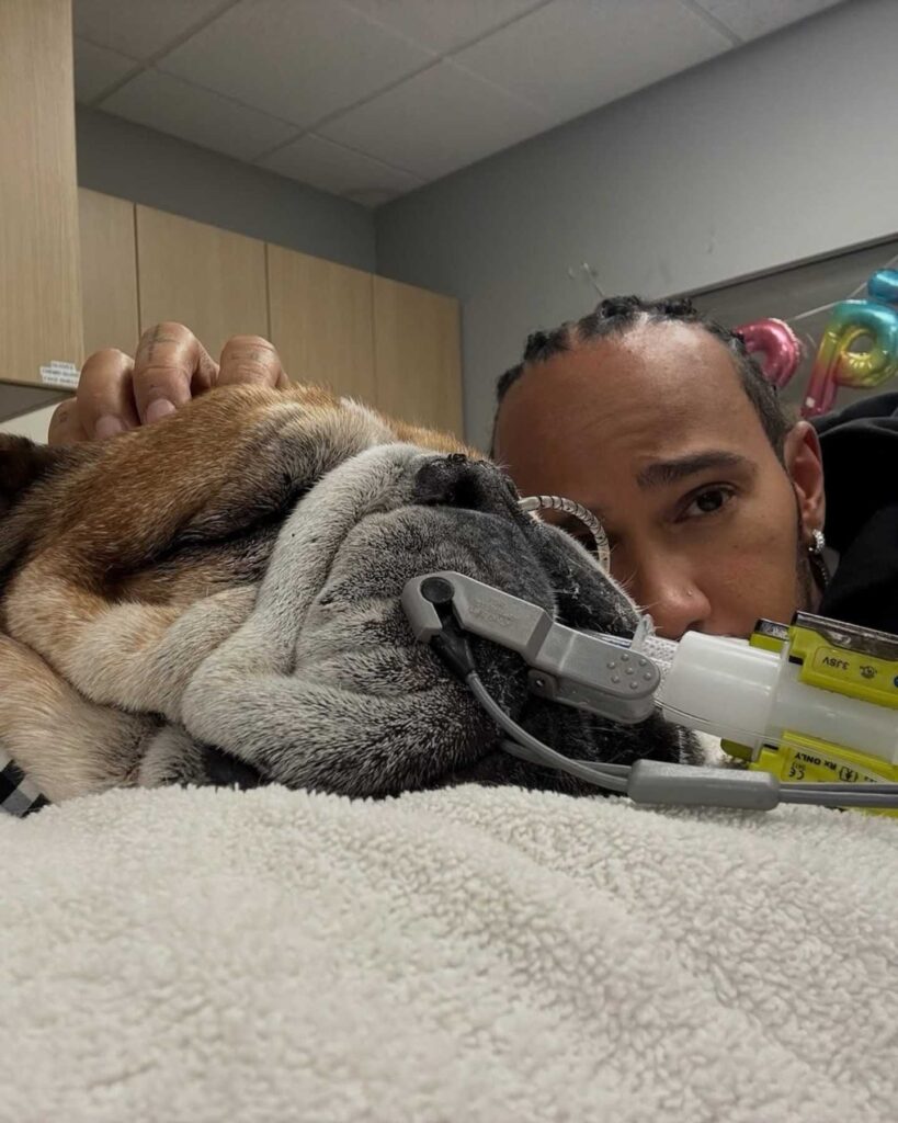 Roscoe, la mascota de Lewis Hamilton