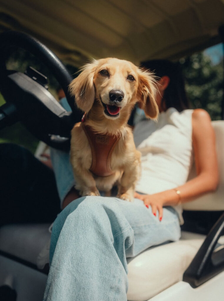 Alexandra Saint Mleux