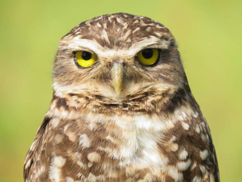 significado espiritual de la lechuza