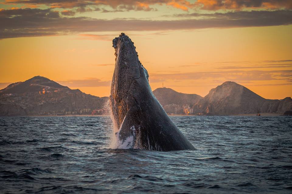 Ballenas en Los Cabos