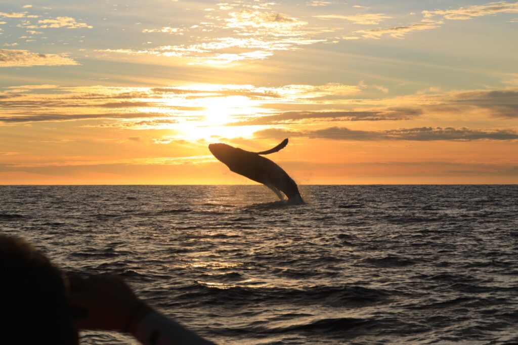 Ballenas en Los Cabos