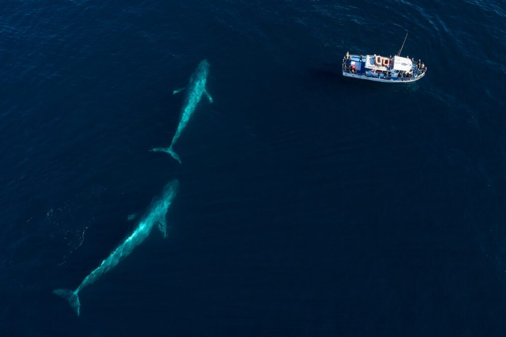 Ballenas en Los Cabos