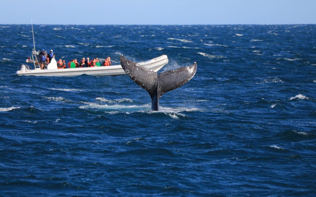Ballenas en Los Cabos