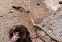 Quién es Punch: historia del mono que no se separa de su peluche