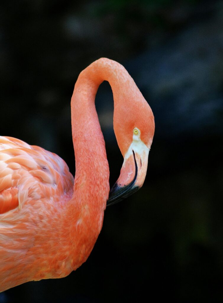 flamingo.