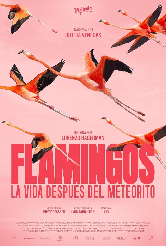 Flamingo