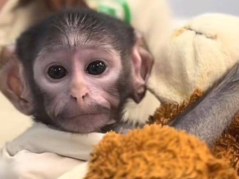 Punch bebé de México