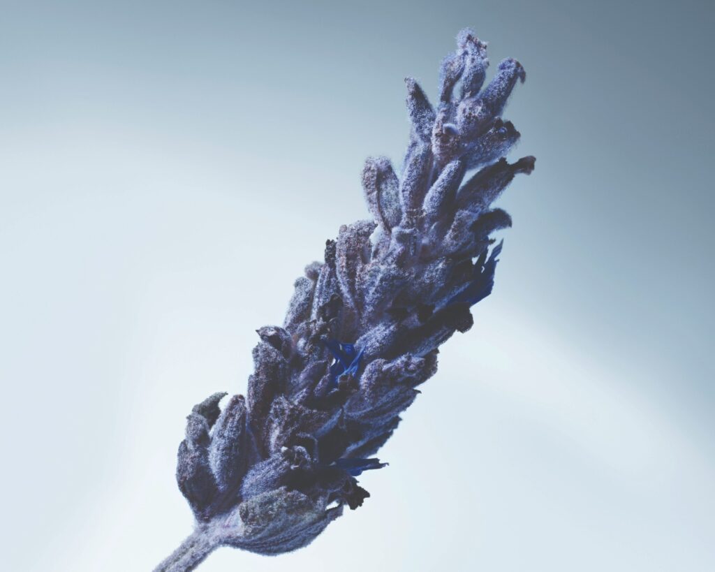 Metal Lavender